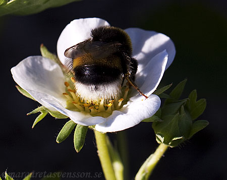 En humla som sitter på en jordgubbsblomma.