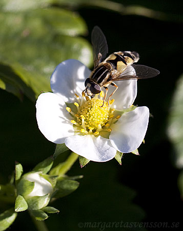 En insekt som pollinerar en jordgubbsblomma.