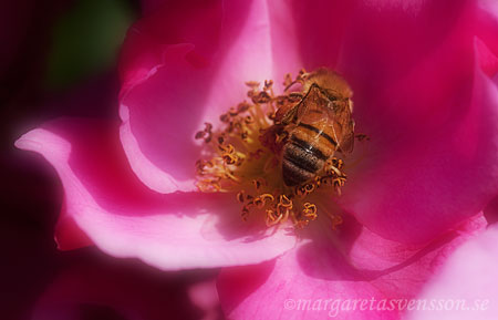 insekt i rosa ros